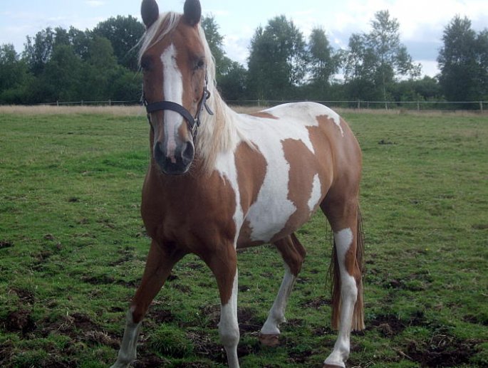 Pony