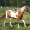Pony