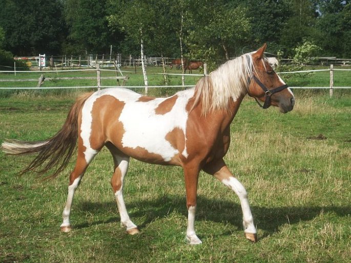 Pony