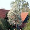 BirnenblÃ?Â¼te und RohrkolbenfrÃ?Â¼chte
