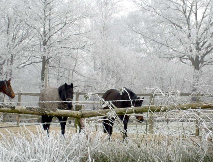 Winter-Impressionen