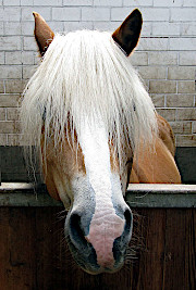 Haflinger
